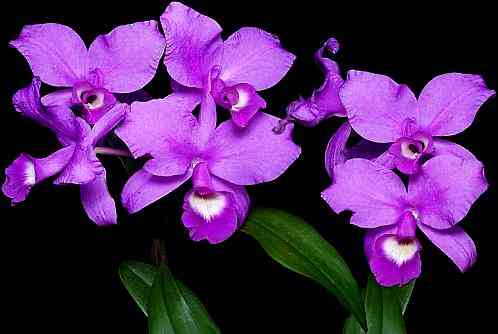 Cattleya skinneri